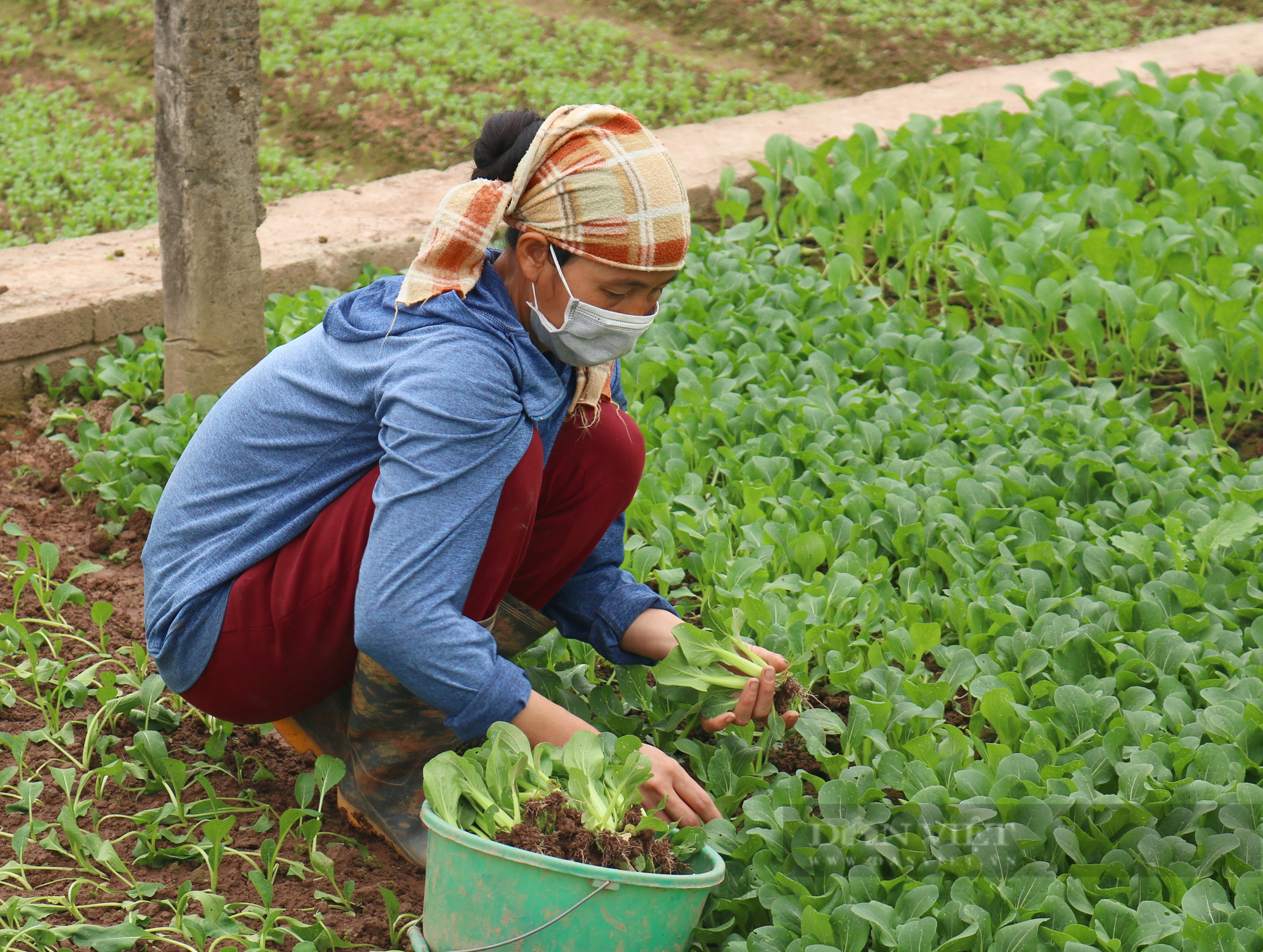 Trồng rau VietGAP, vườn đẹp như phim, nhà nông Thủ đô lãi đều đều 15 triệu/tháng - Ảnh 1.