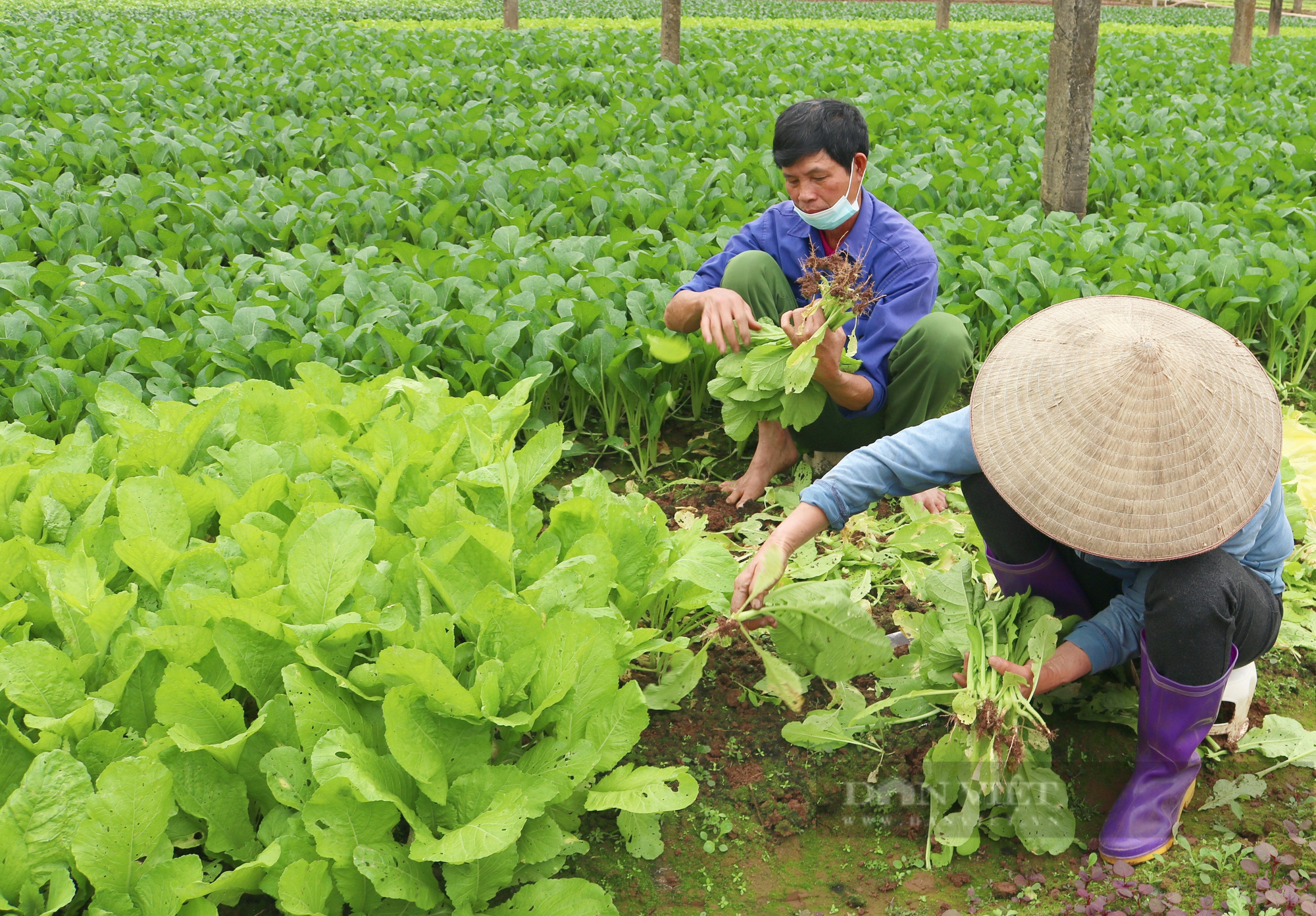 Trồng rau VietGAP, vườn đẹp như phim, nhà nông Thủ đô lãi đều đều 15 triệu/tháng - Ảnh 2.