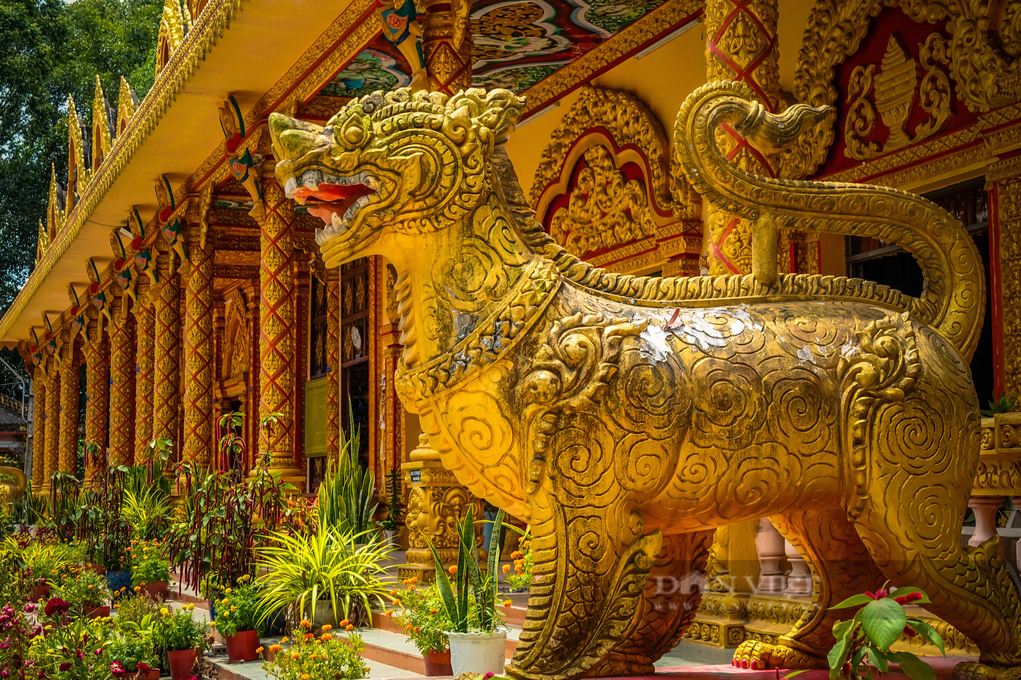 Ngôi chùa Khmer trăm năm tuổi với hàng trăm cây sao cổ thụ “độc” nhất Sóc Trăng - Ảnh 8.