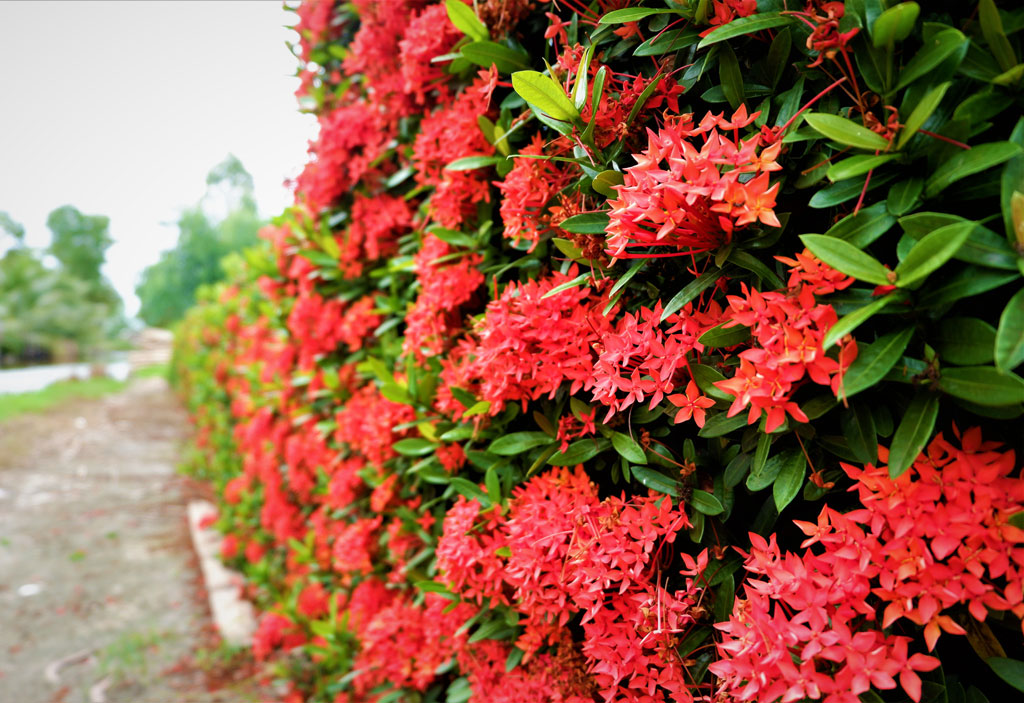 Loại cây cảnh trồng hàng rào ra hoa quanh năm tuyệt đẹp nhất định phải có để nhà &quot;nổi nhất xóm&quot; - Ảnh 12.