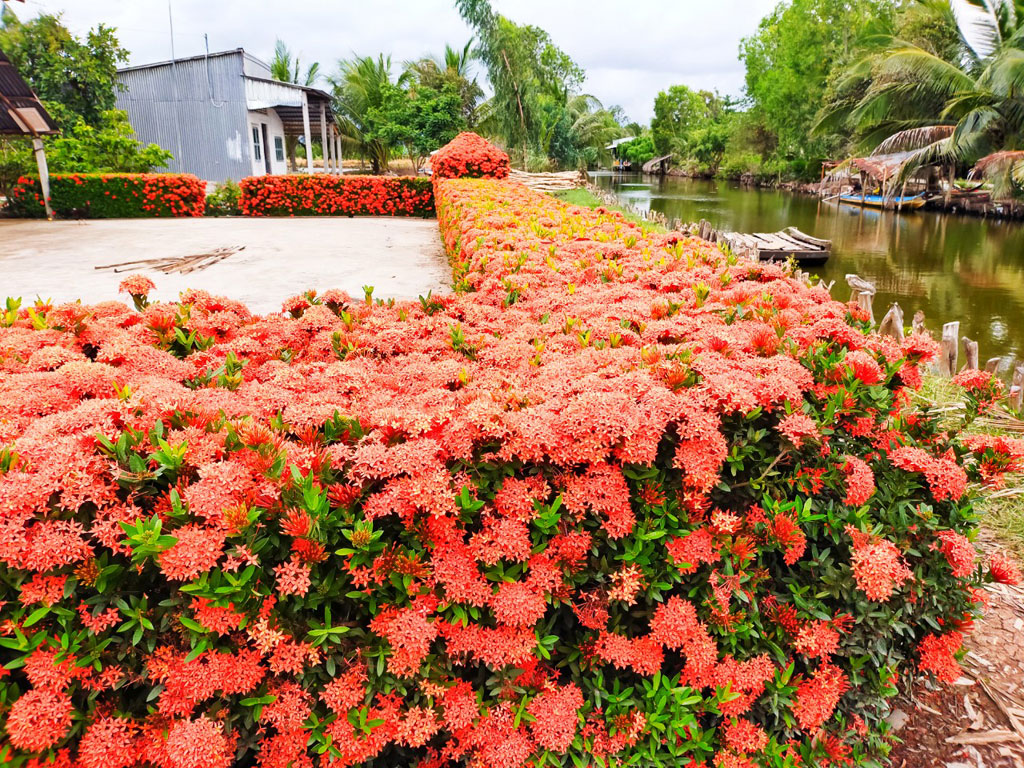 Loại cây cảnh trồng hàng rào ra hoa quanh năm tuyệt đẹp nhất định phải có để nhà &quot;nổi nhất xóm&quot; - Ảnh 9.