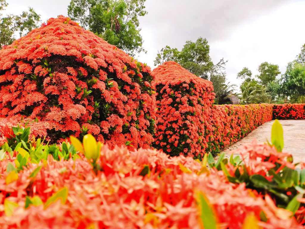 Loại cây cảnh trồng hàng rào ra hoa quanh năm tuyệt đẹp nhất định phải có để nhà &quot;nổi nhất xóm&quot; - Ảnh 8.