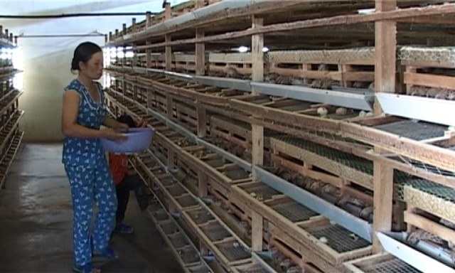 Nuôi 1.6000 con chim bé như năm tay này, ngày nào cũng nhặt trứng bán, chị nông dân Lâm Đồng lãi bao nhiêu? - Ảnh 2.