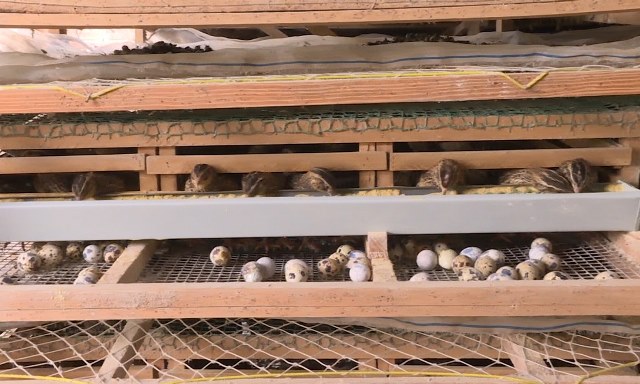 Nuôi 1.6000 con chim bé như năm tay này, ngày nào cũng nhặt trứng bán, chị nông dân Lâm Đồng lãi bao nhiêu? - Ảnh 3.