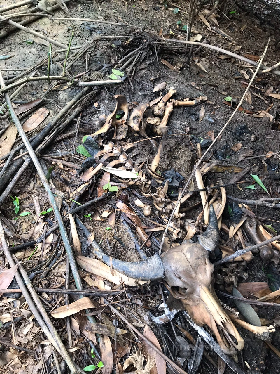 Chuyện lạ và buồn ở Hà Tĩnh: Đàn trâu nhà hàng trăm triệu đồng bị giết bởi bẫy thú trong rừng bảo tồn - Ảnh 2.