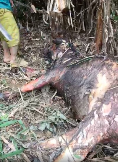 Chuyện lạ và buồn ở Hà Tĩnh: Đàn trâu nhà hàng trăm triệu đồng bị giết bởi bẫy thú trong rừng bảo tồn - Ảnh 1.