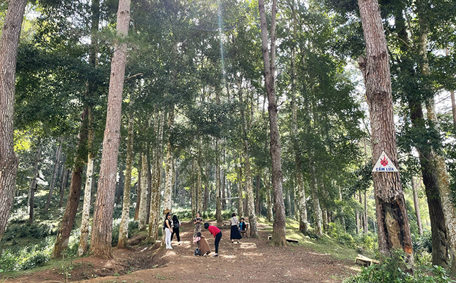 Khu rừng mọc vô số thứ cây lá kim ở tỉnh Yên Bái, sinh viên Hà Nội ngỡ như đang quay phim trên Đà Lạt - Ảnh 1.