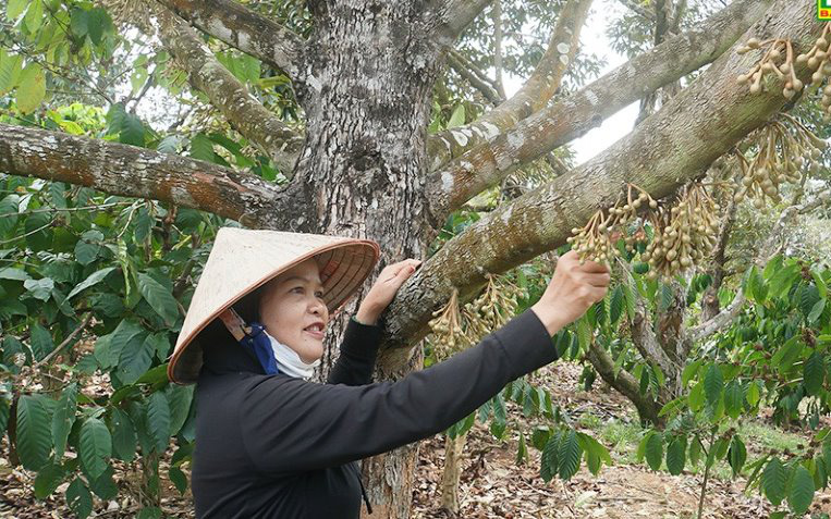 Vườn ở Đắk Nông trồng giống cam lạ, có gì đặc biệt mà được &quot;liệt&quot; vào dạng vườn mẫu, lãi 600 triệu/năm?