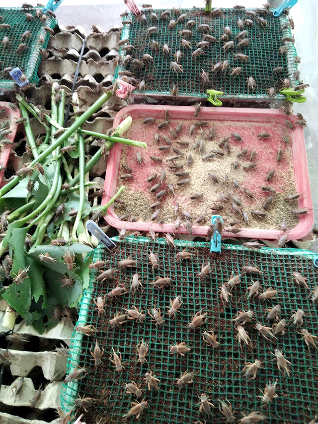 Trai ấp tỉnh Đồng Tháp &quot;xung phong&quot; nuôi loài côn trùng ham &quot;gặm cỏ, nhai rau&quot;, đã bán được 5 tạ, thu 120 triệu - Ảnh 2.