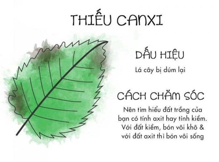 Cách nhìn lá biết cây thiếu chất gì để chăm sóc cây luôn xanh tốt - Ảnh 6.