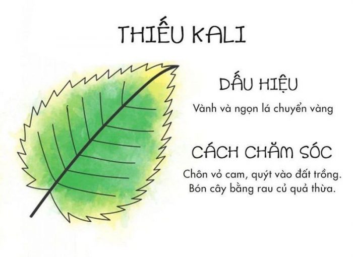 Cách nhìn lá biết cây thiếu chất gì để chăm sóc cây luôn xanh tốt - Ảnh 5.