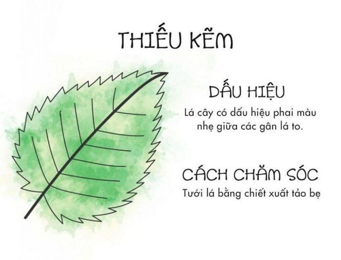 Cách nhìn lá biết cây thiếu chất gì để chăm sóc cây luôn xanh tốt - Ảnh 4.