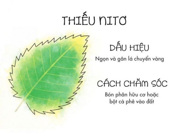 Cách nhìn lá biết cây thiếu chất gì để chăm sóc cây luôn xanh tốt - Ảnh 7.