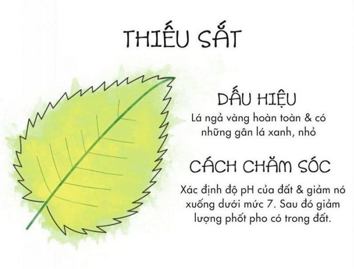 Cách nhìn lá biết cây thiếu chất gì để chăm sóc cây luôn xanh tốt - Ảnh 3.