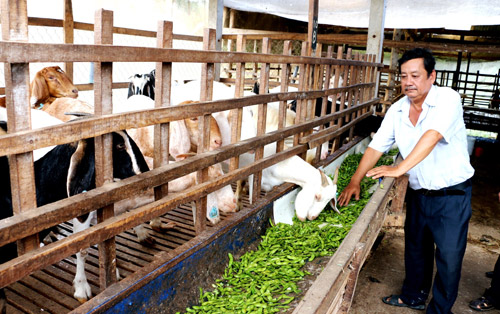 Hàng loạt doanh nghiệp lớn tăng giá thức ăn chăn nuôi, nông dân khóc ròng, chuyên gia nói cần làm 5 điều này - Ảnh 3.