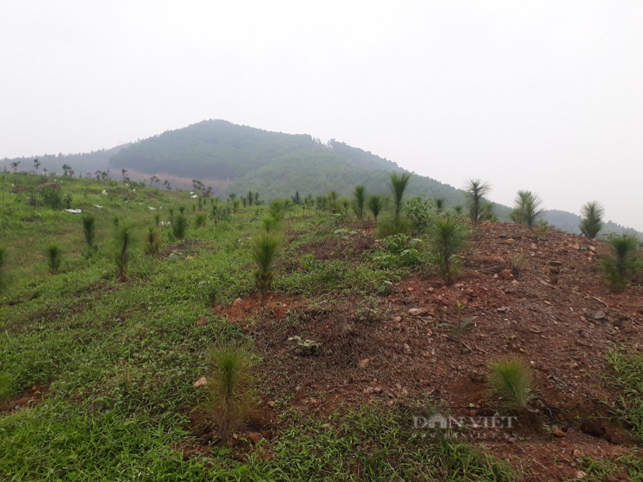 Mạnh dạn thu lượm hạt mít ta rồi đưa lên đồi trồng, anh nông dân Thái Nguyên có trong tay tài sản lớn - Ảnh 8.