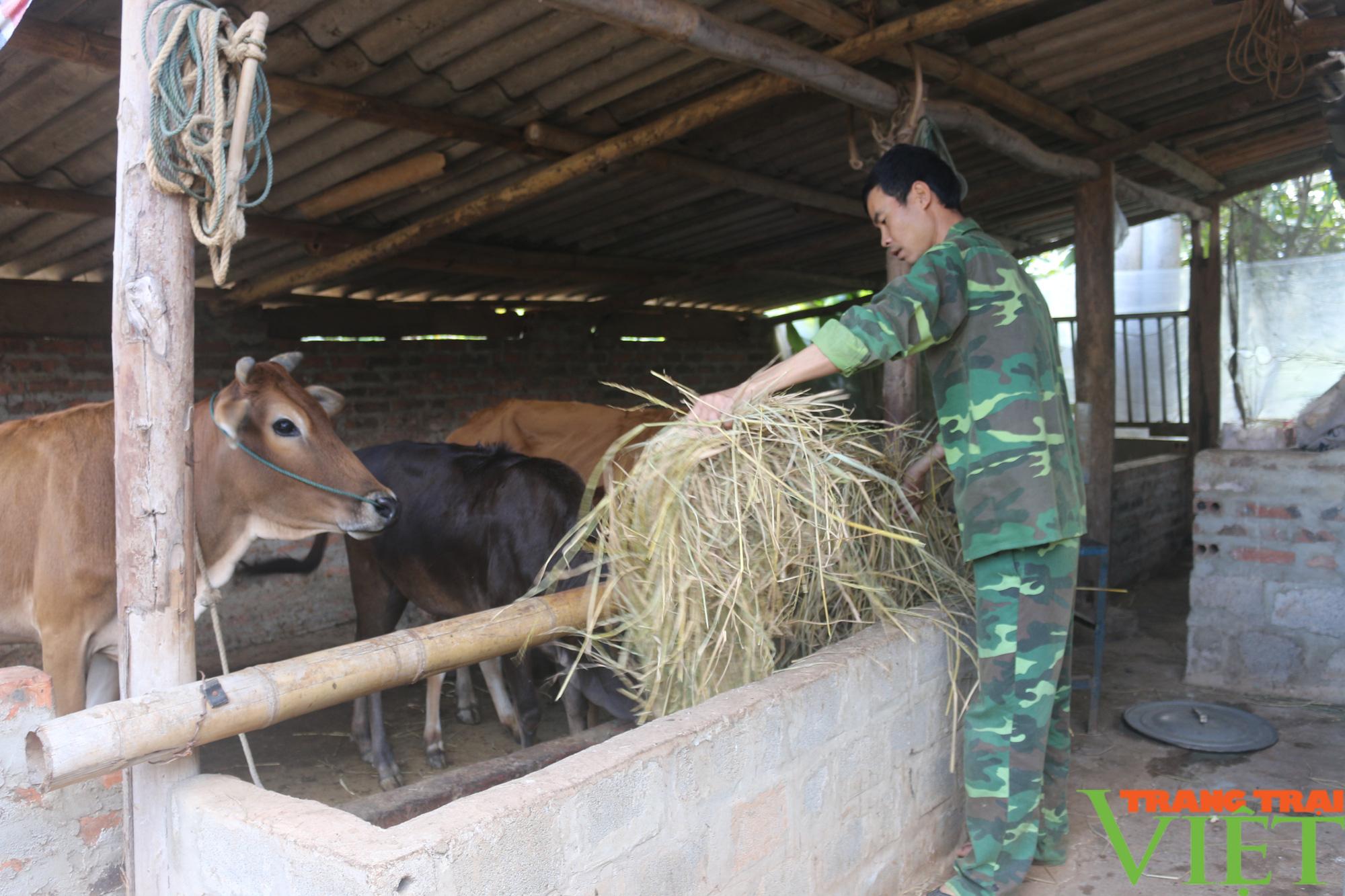 Mai Sơn: Phát động phong trào trồng cỏ hàng hoá gắn với phát triển đại gia súc - Ảnh 1.