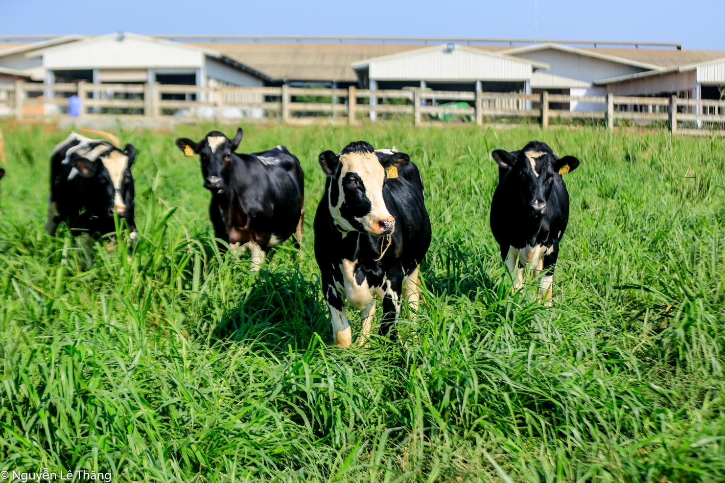Cụm trang trại bò sữa đạt kỷ lục thế giới của TH: Dấu ấn nông nghiệp sạch Việt Nam - Ảnh 3.