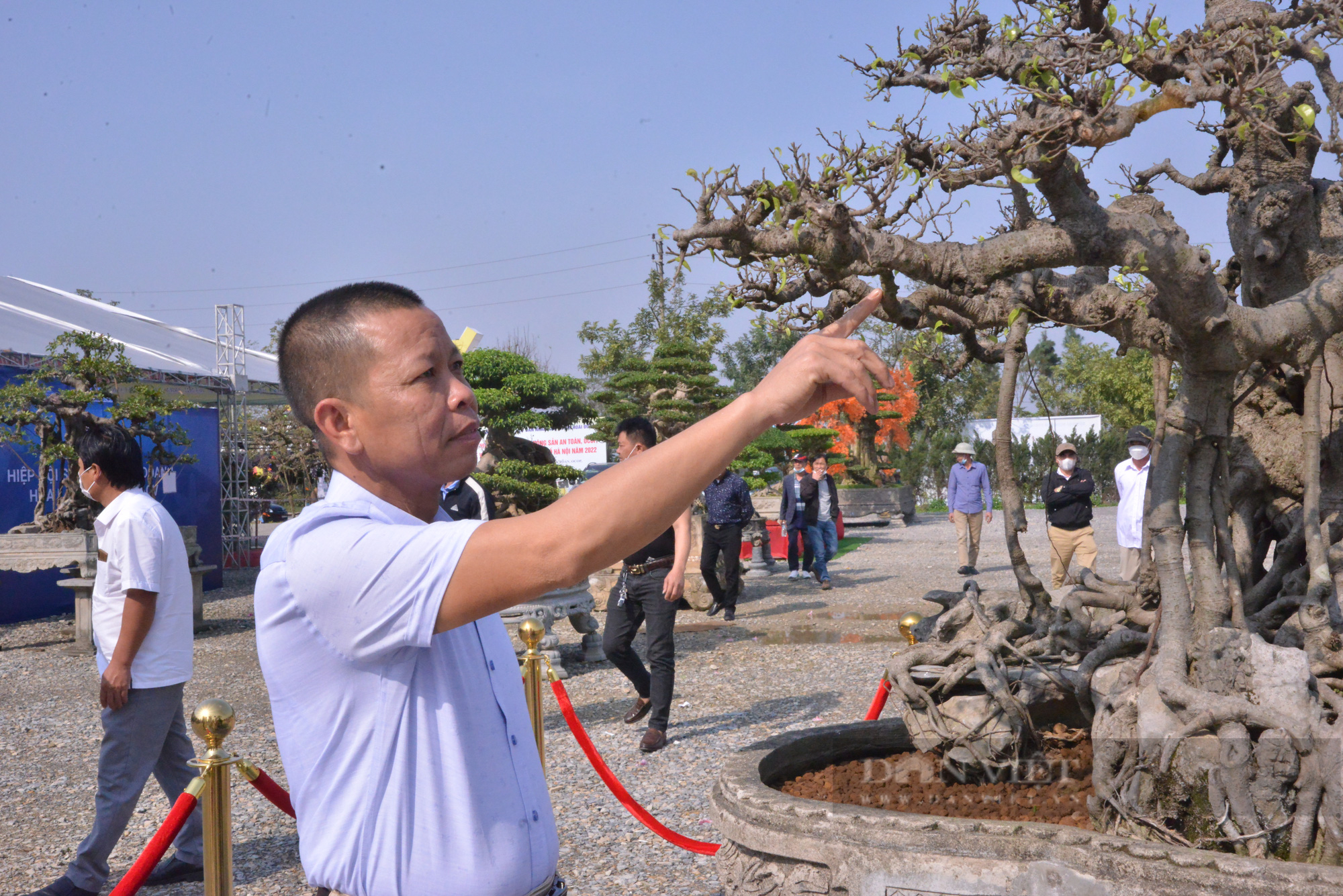 4 &quot;báu vật&quot; cây cảnh dáng hiếm, lạ, đại gia sẵn sàng chi cả núi tiền cũng chưa chắc đã có được - Ảnh 3.