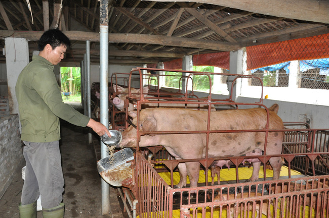 Nhà nông thêm “ngạt thở” với giá thức ăn chăn nuôi  - Ảnh 1.