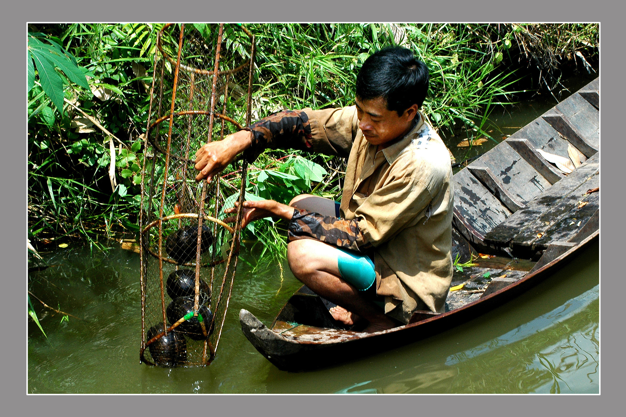 Những loài rùa quý hiếm của Việt Nam tìm thấy ở rừng ngập nước Cà Mau, có loài rùa nặng hơn 10kg - Ảnh 4.