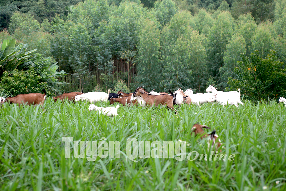 Tuyên Quang: Trại nuôi con be be đẹp như tranh dưới chân núi, hộ nào cũng thu nhập vài trăm triệu - Ảnh 2.