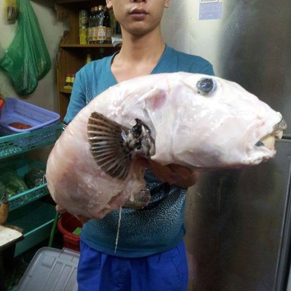 Loài cá có tên gọi mỹ miều &quot;mỹ nhân ngư&quot; hóa ra rất độc, nhà giàu Việt vẫn &quot;cuồng&quot; ăn - Ảnh 1.