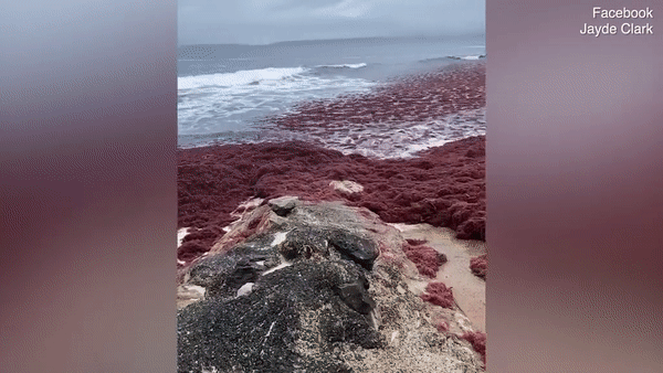 Hãi hùng với cảnh giòi và tảo phủ kín bãi biển cát trắng nhất thế giới - Ảnh 1.