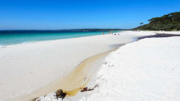 Hãi hùng với cảnh giòi và tảo phủ kín bãi biển cát trắng nhất thế giới - Ảnh 2.