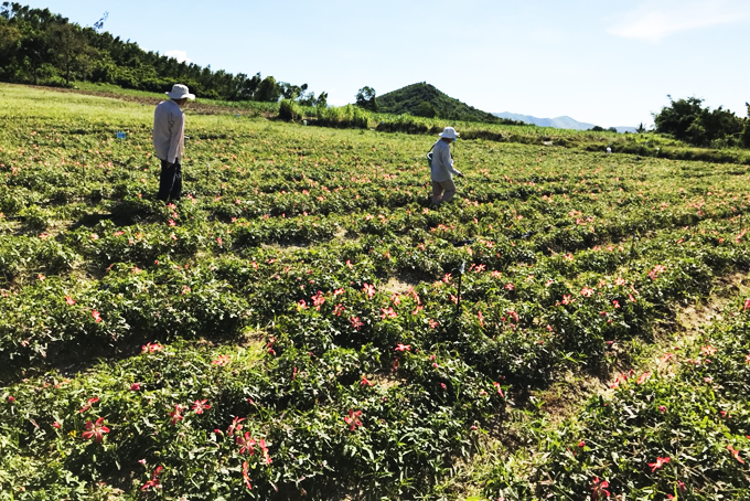 Trồng loài cây nở hoa hồng rực, đào lên được củ đại bổ tiến vua, nông dân bán giá cao cho doanh nghiệp - Ảnh 2.