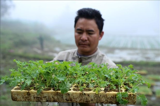 Trồng thứ rau lá xoăn như tóc xù ở Lào Cai, nhà giàu ăn còn mê, cứ 1ha nông dân thu 200  - Ảnh 1.