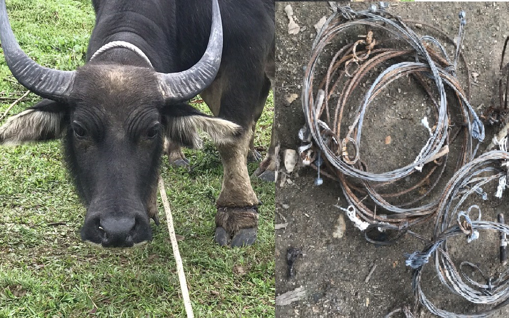 Vụ trâu nhà dính bẫy thú trong khu bảo tồn: Giám đốc Khu BTTN Kẻ Gỗ  nói “không kiểm soát được”!