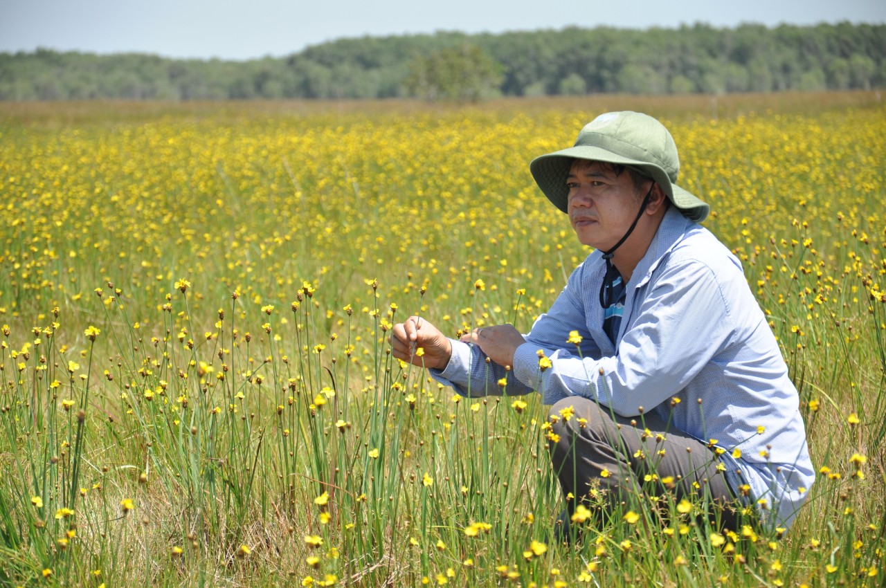 Hấp dẫn tour ngắm hoa hoàng đầu ấn ở Tràm Chim - Ảnh 4.