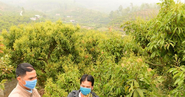 Bắc Giang: Người trồng vải thiều kêu trời vì giá phân bón tăng chóng mặt