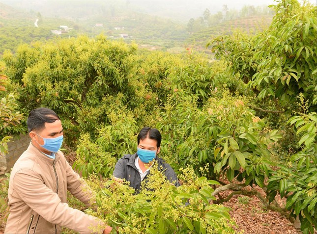 Bắc Giang: Người trồng vải thiều kêu trời vì giá phân bón tăng chóng mặt - Ảnh 1.