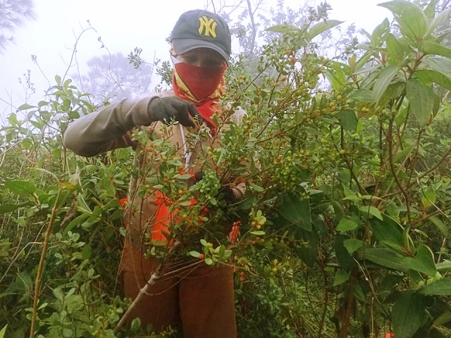 Một ngày đi &quot;săn”quả rừng trên dãy Hoành Sơn, nông dân thu về tiền triệu - Ảnh 2.