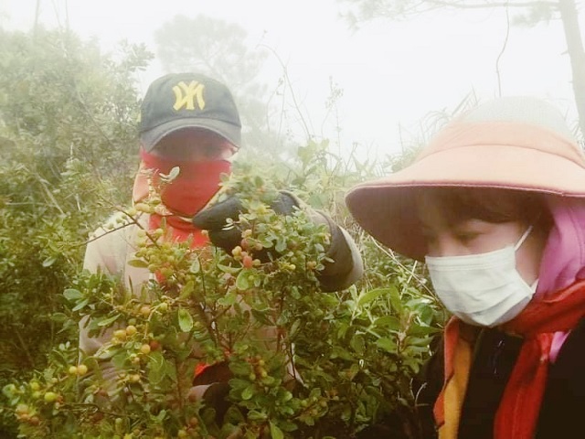 Một ngày đi &quot;săn”quả rừng trên dãy Hoành Sơn, nông dân thu về tiền triệu - Ảnh 3.