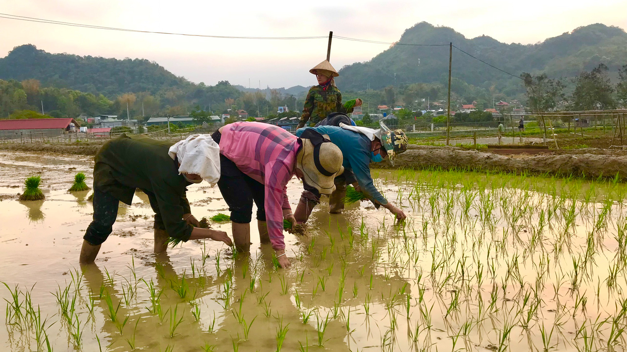 Nông thôn Tây Bắc: Khẩn trương gieo cấy lúa vụ xuân - Ảnh 4.