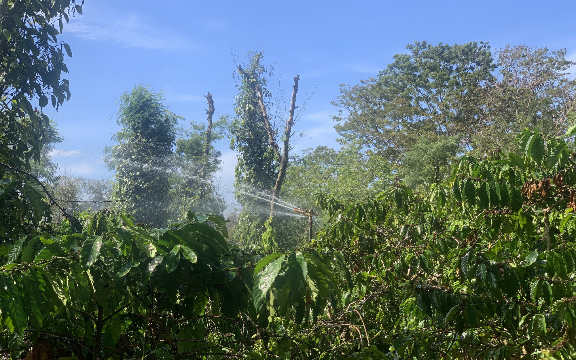 Giá cà phê hôm nay ở Đắk Lắk tăng hay giảm, đây là cách phòng trừ bệnh lở cổ rễ cây cà phê?