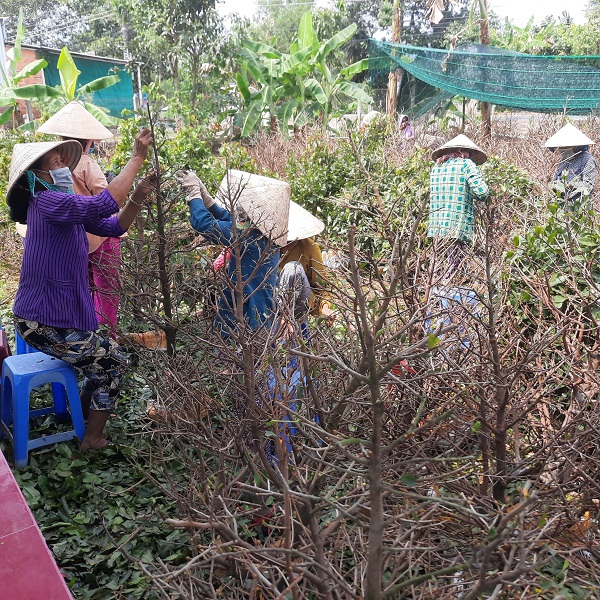 Trồng thành mai vàng từ hạt nguyên thủy, bán cho công ty, nông dân này ở Hậu Giang kiếm lời hàng trăm triệu - Ảnh 3.