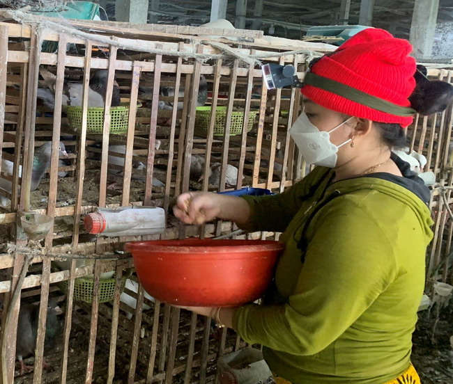 Một ông nông dân tỉnh Bình Định nuôi loài chim mắn đẻ, bán cả ngàn con vô Sài Gòn, thu 150 triệu/tháng - Ảnh 1.