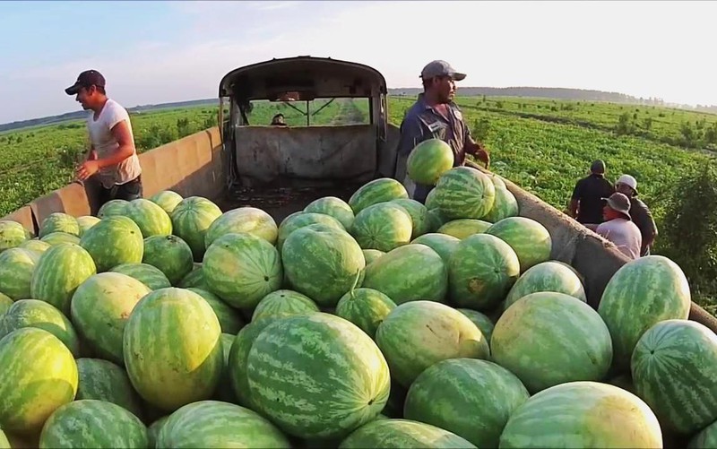 Bộ trưởng Lê Minh Hoan: 'Làm kinh tế của ta đôi khi giống đi buôn chuyến' - Ảnh 1.