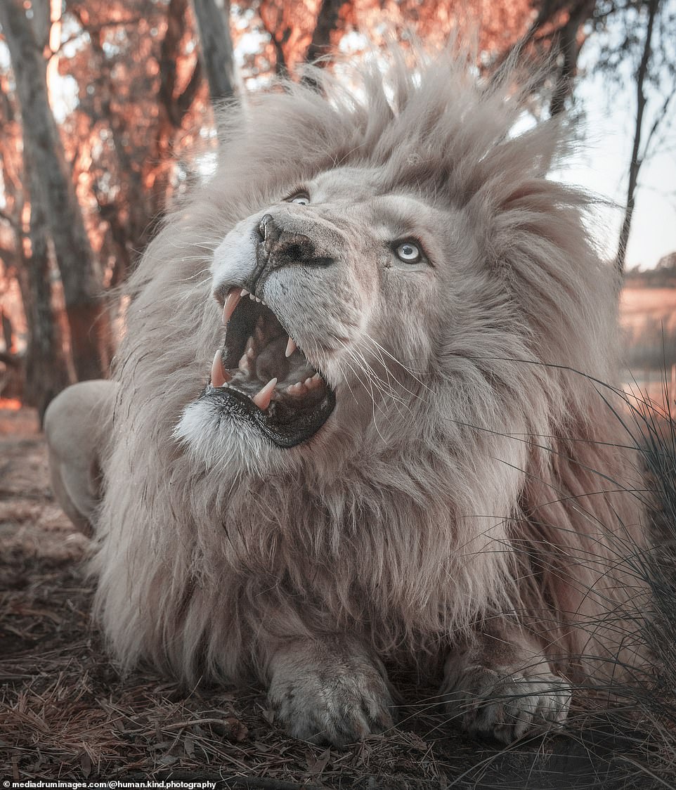Bí ẩn về loài sư tử trắng qua góc ảnh nghệ thuật - Ảnh 4.