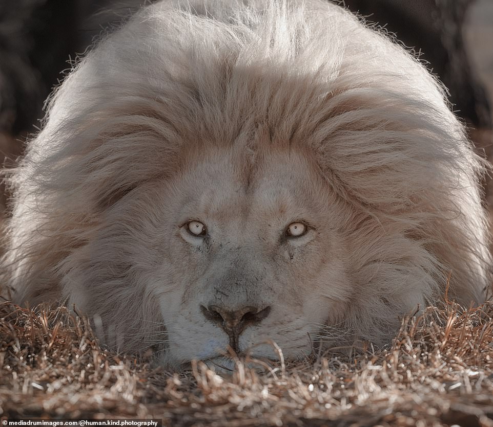 Bí ẩn về loài sư tử trắng qua góc ảnh nghệ thuật - Ảnh 2.