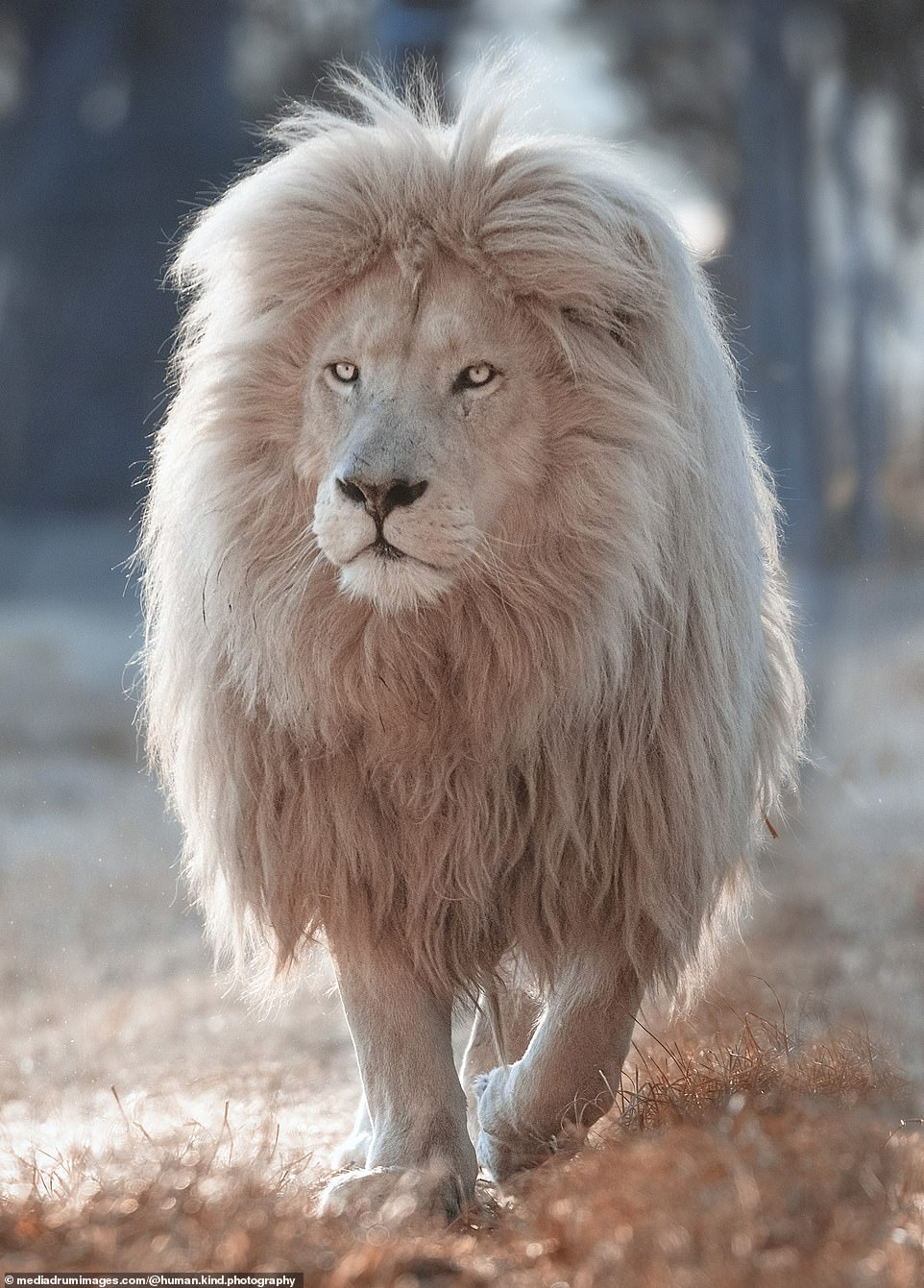 Bí ẩn về loài sư tử trắng qua góc ảnh nghệ thuật - Ảnh 3.