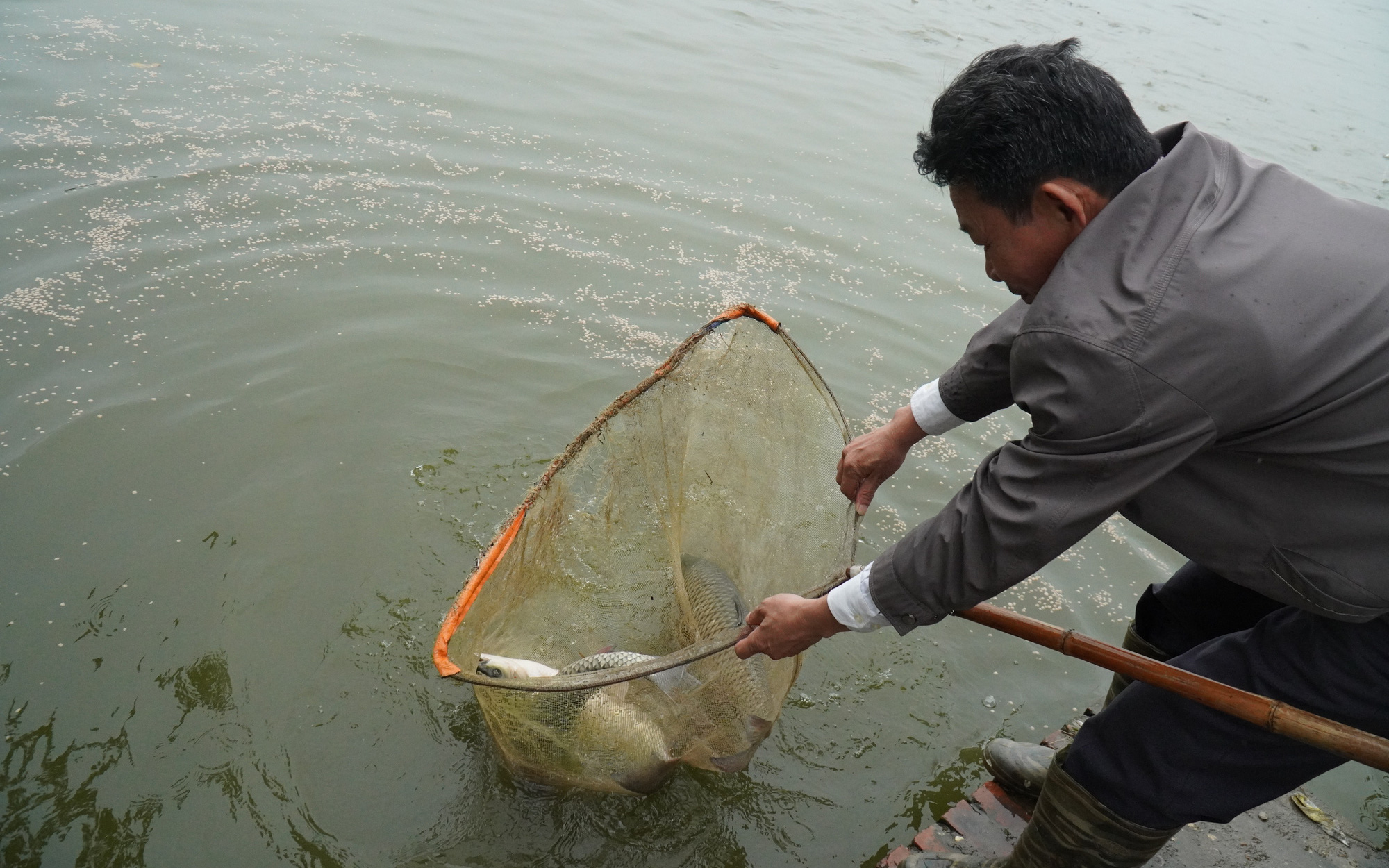 Cám công nghiệp tăng, nuôi cá ở Bắc Ninh dù sản lượng cao 3-4 lần, tiền lời của nông dân lại "teo dần"-cám cảnh!
