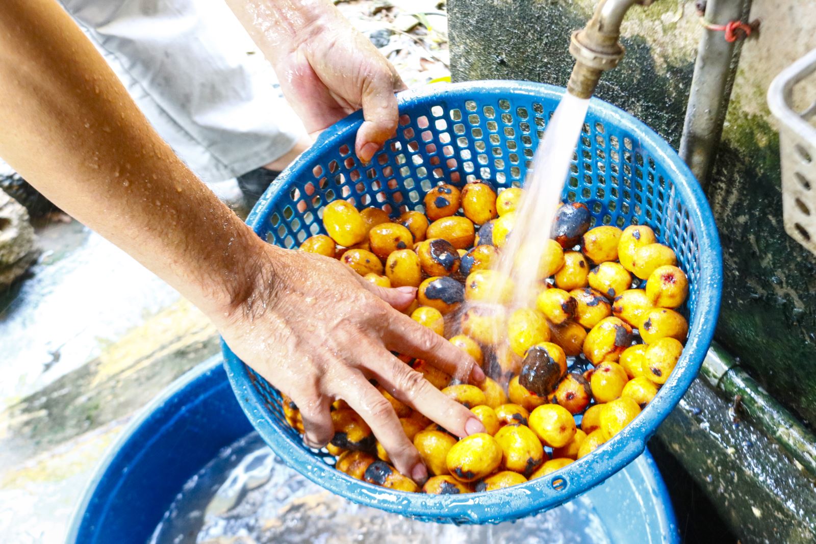 Cây thân như cột đình ra trái từng chùm, dân đem muối dưa, đã ai ăn chưa, chưa ăn thì lên nơi này - Ảnh 10.