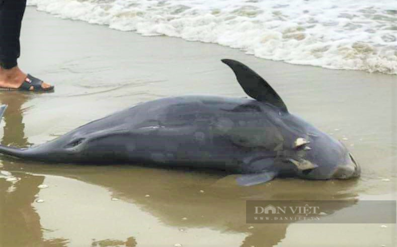 Hà Tĩnh: Cá voi nặng hơn 100kg, trôi dạt vào bờ biển, người dân quấn vải đỏ, khâm liệm để cầu mong bình an - Ảnh 1.