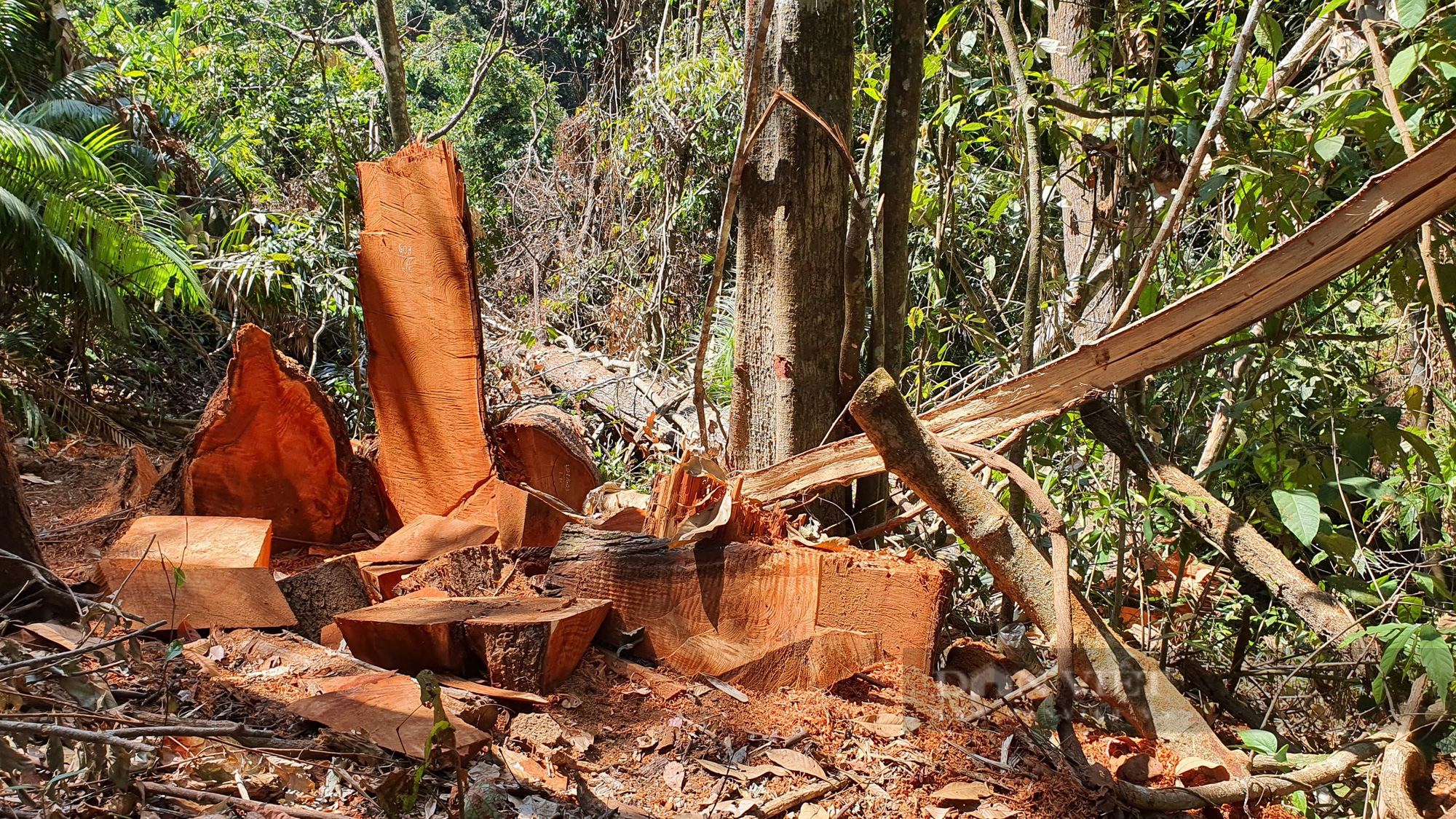 Vụ hàng chục cây gỗ cổ thụ bị cưa hạ tại Măng Đen: Xác định nhóm đối tượng liên quan - Ảnh 3.