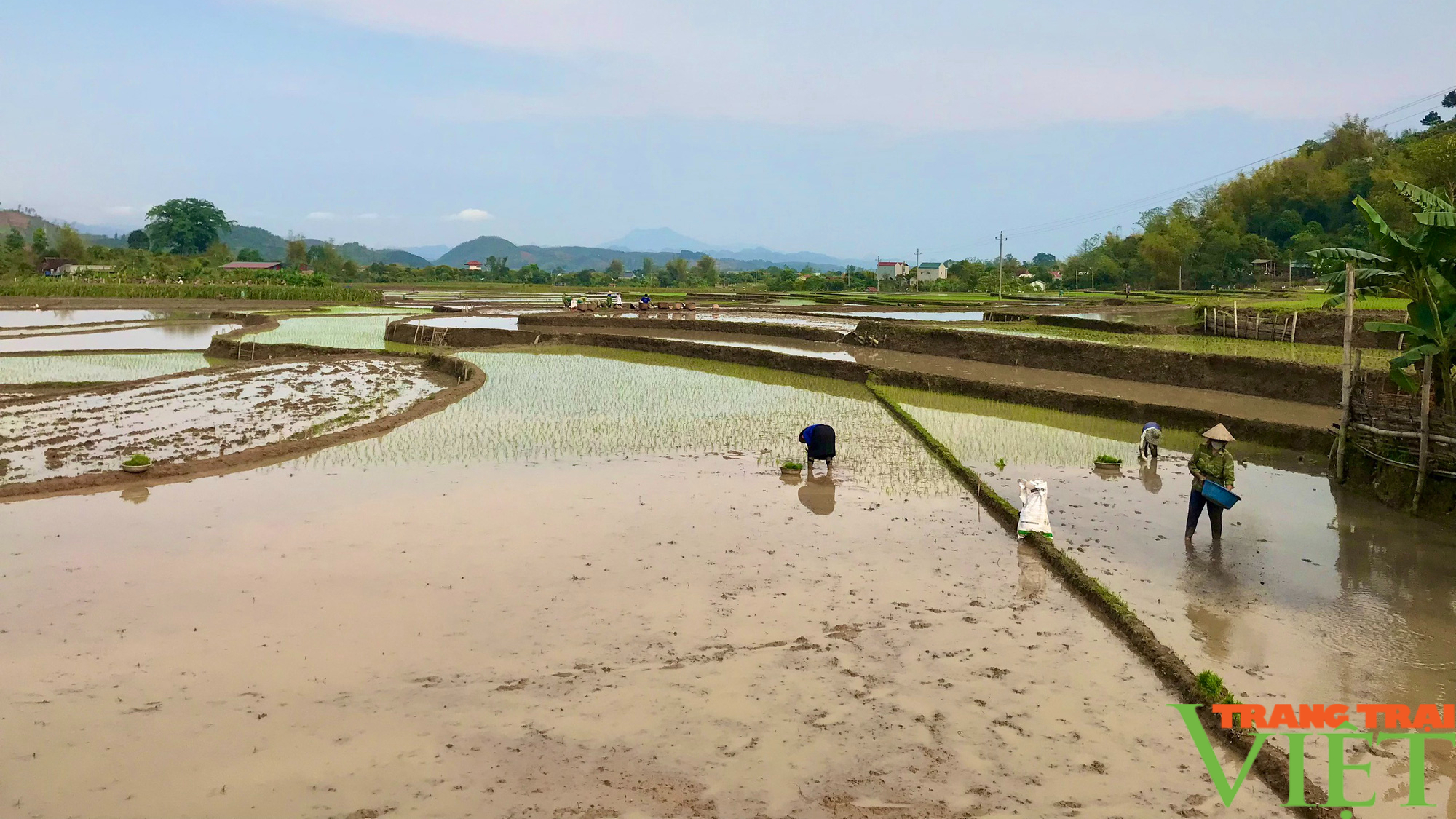 Mai Sơn: Đảm bảo nguồn nước cho trên 1.200 ha lúa xuân - Ảnh 1.
